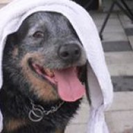 Vicdog