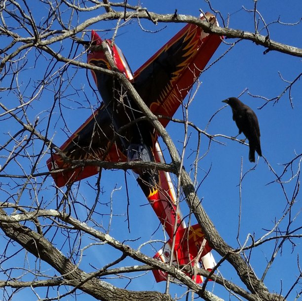 20151126_105237 cropped w bird.jpg