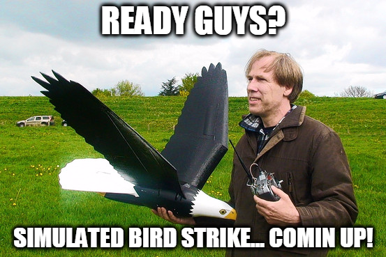 bird strike comin up.png