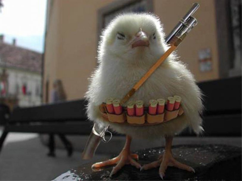 funny-wallpapers-chicken-war.jpg
