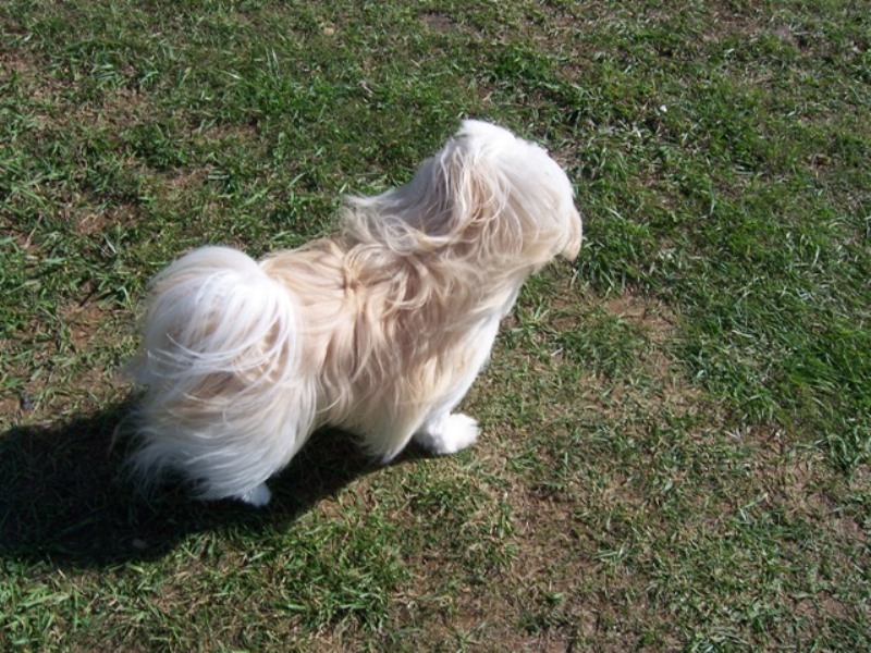 Fuzzy1.JPG