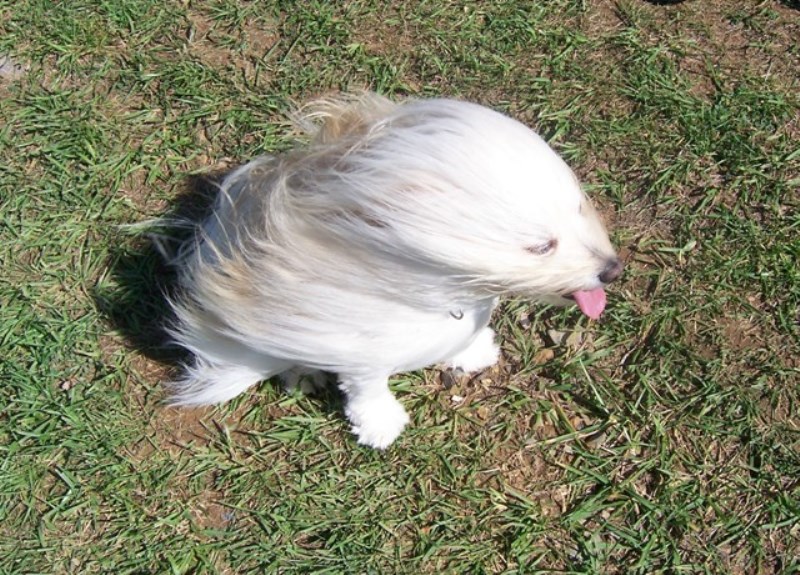 Fuzzy2.JPG