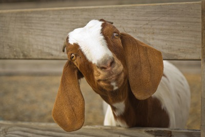 goat.jpg