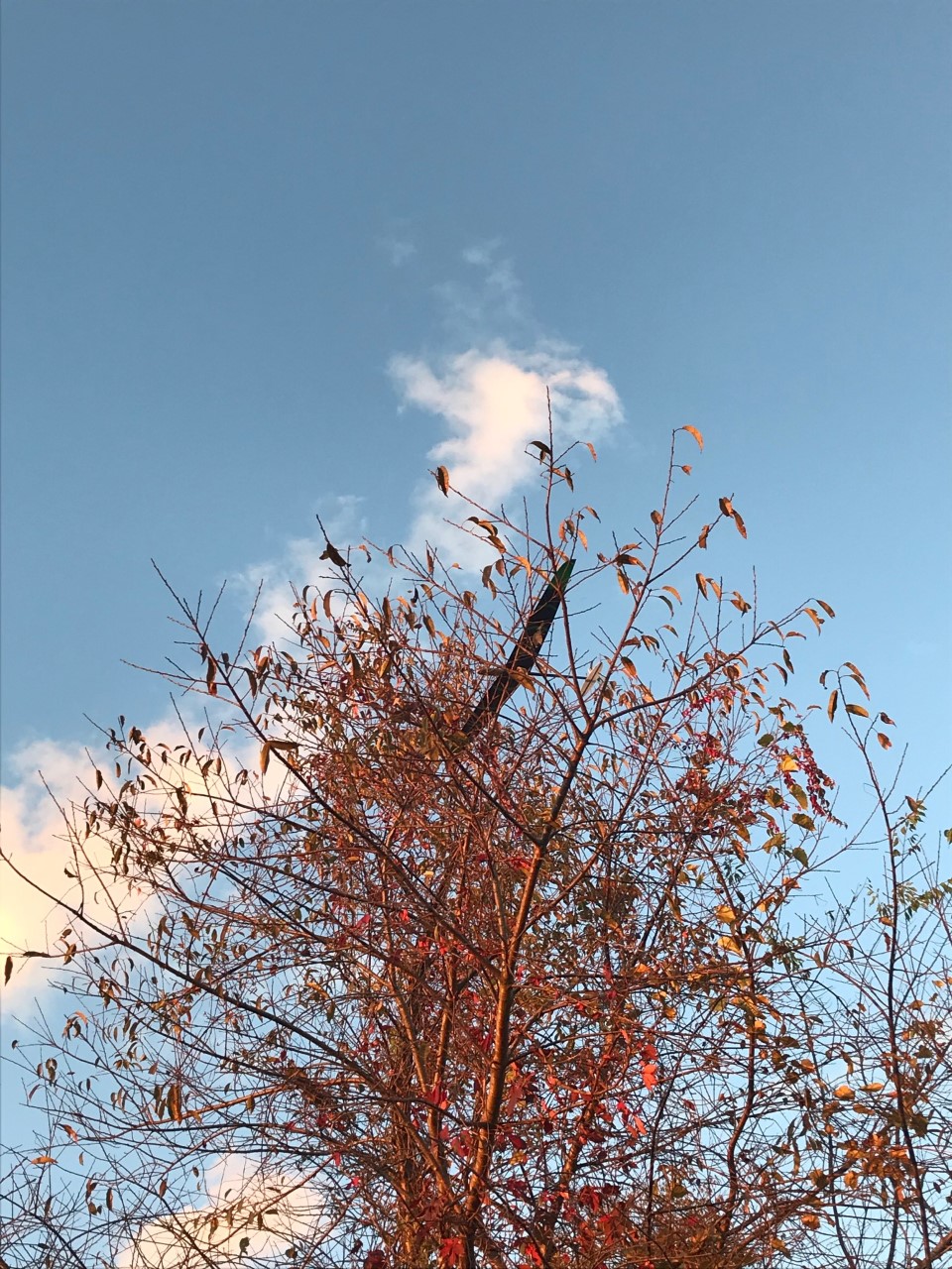 in a tree.jpg