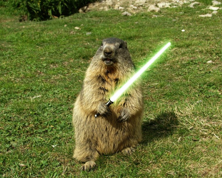 lightsaber-fun-humor-sword-grass-woodchuck-animals-1024x1280.jpg
