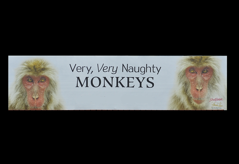 Naughty Monkeys.jpg