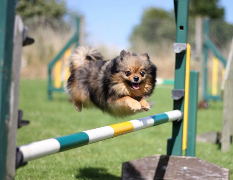 pom.jpg