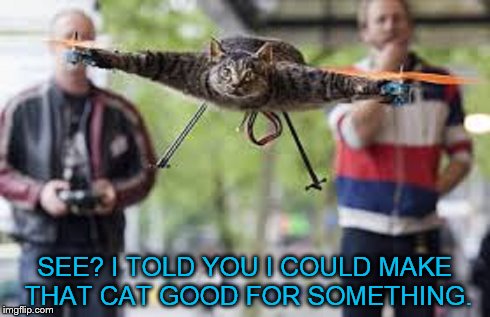 rc%20cat.jpg
