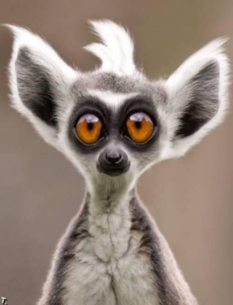 Very-Funny-Animal-Faces.jpg
