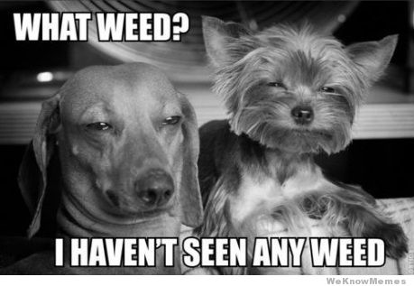 what-weed-high-dogs-meme.jpg