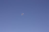 aerobeez-slick-fun-fly.JPG