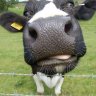 graduallycow